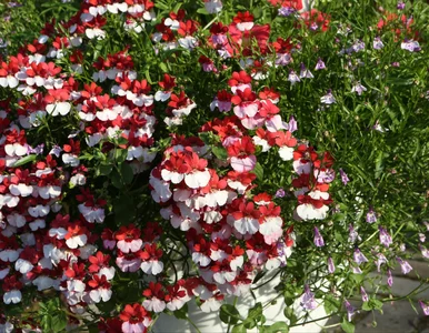 Miniatura: Zapomnij o pelargoniach. Te kwiaty będą...