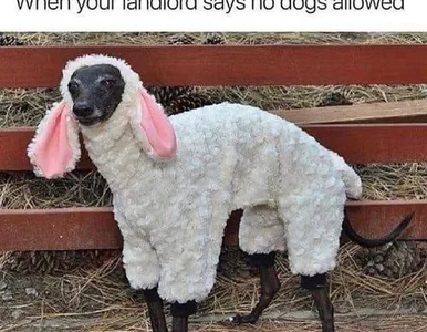 Miniatura: „Oto, jak radzę sobie z życiem”. Te MEMY z...