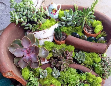 Miniatura: Stłuczona donica? To może być początek...