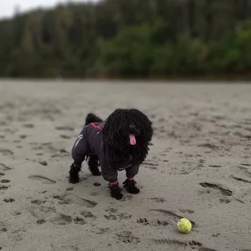 Napoleon, przedstawiciel rasy puli 