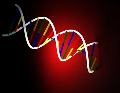 Miniatura: I ty możesz wyizolować DNA pomidora....