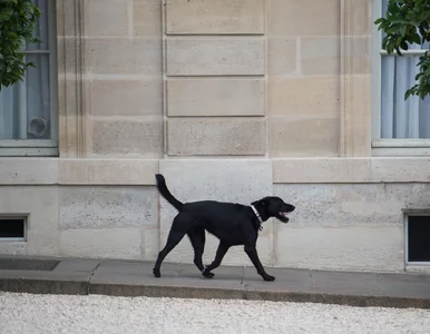 Miniatura: Co robi pies prezydenta, gdy nikt nie...