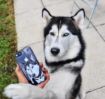 Husky o imieniu Jax 