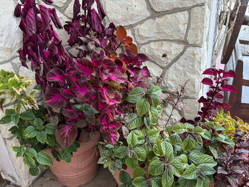 Koleusy i komarzyce w donicach przed domem