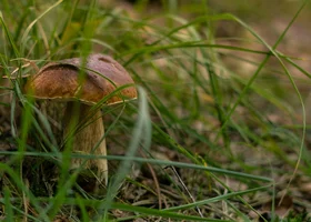 Miniatura: Prosty QUIZ z wiedzy ogólnej. Na te...