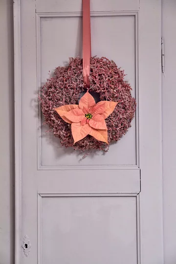 Poinsecja znana także jako gwiazda betlejemska 