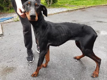 Pies, który trafił pod opiekę ISPCA 