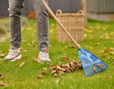 Miniatura: Zrób to z trawnikiem w marcu. Inaczej...