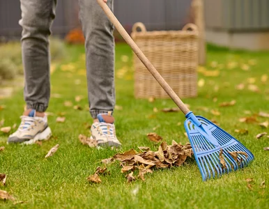 Miniatura: Zrób to z trawnikiem w marcu. Inaczej...