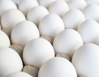 Miniatura: Niemcy jedli skażone jaja?