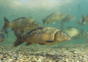 Miniatura: 10 pytań o polskie ryby, które...