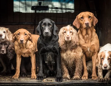 Miniatura: Najlepsze zdjęcia psów w 2018 roku....