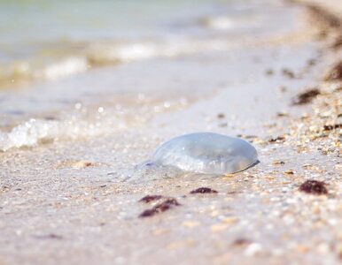 Miniatura: Trujące stworzenia wyrzucone na plażę....