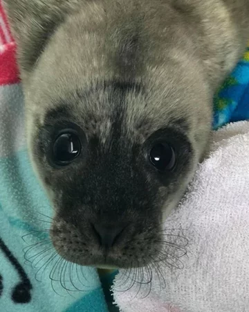 Foka uratowana przez organizację Seal Rescue Ireland 