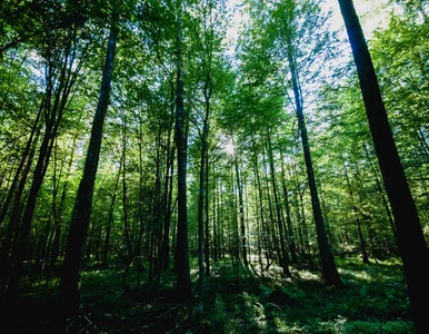 Miniatura: Panele fotowoltaiczne w Puszczy...