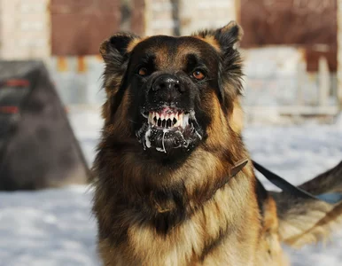 Miniatura: Sanepid: Wścieklizna to poważna choroba...