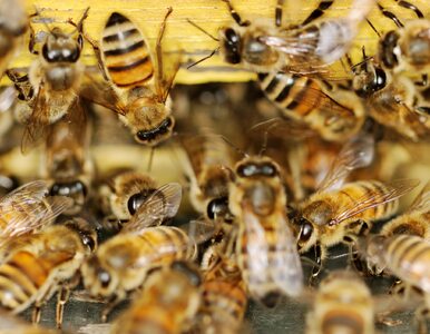 Miniatura: Osy i pszczoły – co robić, gdy założą...