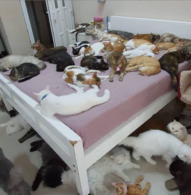 Miniatura: 51-latka ma 480 kotów i 12 psów. Żyją w...