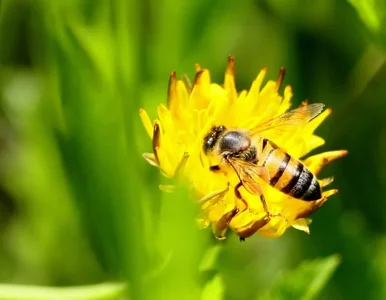 Miniatura: Kenijczycy będą odpierać ataki słoni......