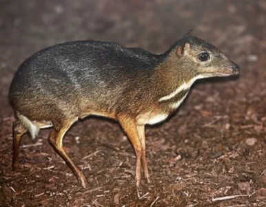 Miniatura: Kanczyl ze srebrnym grzbietem...