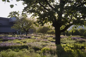 Naturalistyczny ogród Pieta Oudolfa na Vitra Campus w Weil am Rhein – przykład harmonii między dzikością a precyzyjnym projektowaniem 