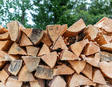 Miniatura: Ile kosztuje drewno opałowe? Ceny w górę o...
