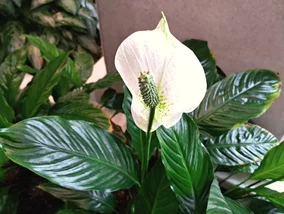 Miniatura: Wystarczy łyżeczka białego proszku,...