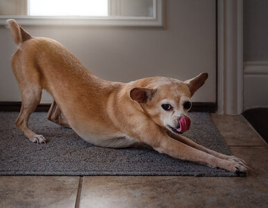 Miniatura: Pies przeciąga się w twojej obecności?...