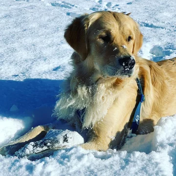 Golden retriever Leny 