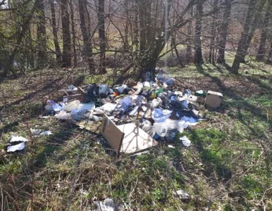 Miniatura: Lasy zamknięte, a śmieci w nich przybywa....