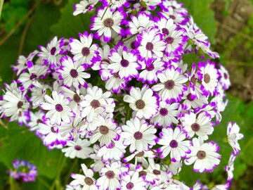 Starzec cyneraria (Pericallis &times; hybrida)