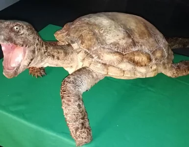 Miniatura: Polscy uczeni odkryli najstarszy gatunek...