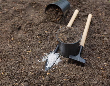 Miniatura: Rozsyp jesienią biały proszek w ogrodzie,...