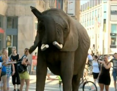 Miniatura: Ulicami Lipska spacerował słoń