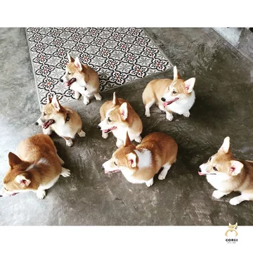 Psia kawiarnia w Bangkoku 