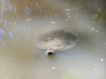 Żółw z Mary River w zoo 