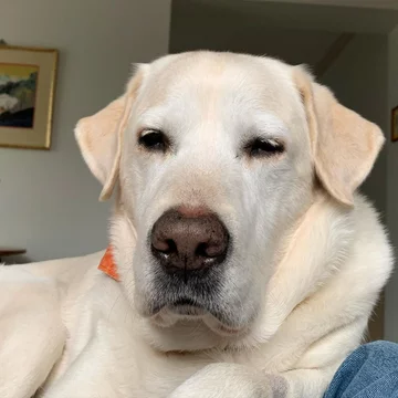 Moose 