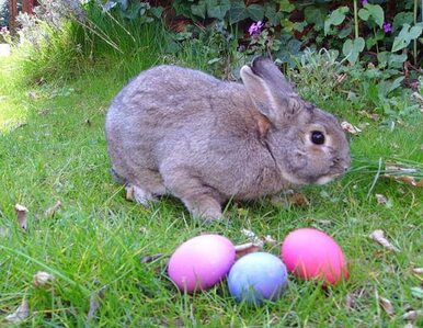 Miniatura: Wielkanocny królik aresztowany... za kradzież