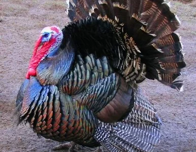 Miniatura: Barack Obama ułaskawił dwa indyki