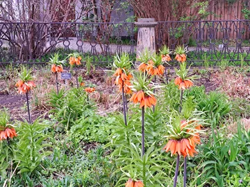 Ogród Botaniczny Uniwersytetu Warszawskiego w Warszawie 