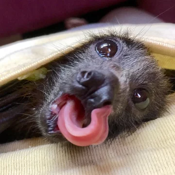 Podopieczni organizacji Bats Queensland 