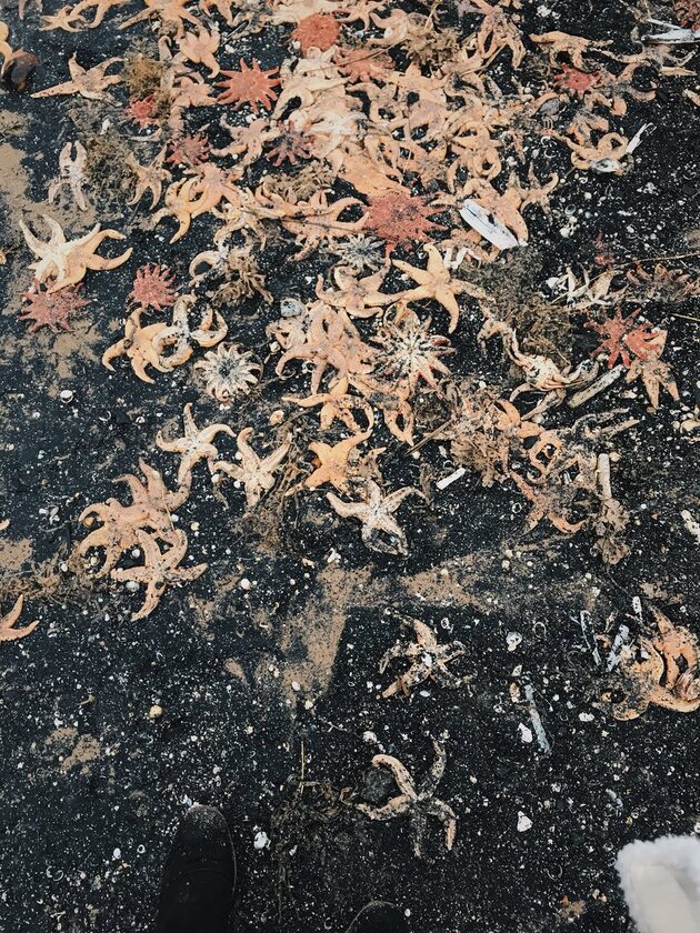 Rozgwiazdy wyrzucone na plaże w dystrykcie Thanet w hrabstwie Kent 