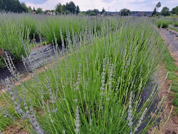 Lawendowa Siwianka, plantacja lawendy pod Warszawą 