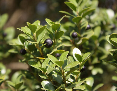 Miniatura: Polacy mają dość ćmy bukszpanowej. Te 3...
