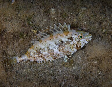 Miniatura: Alarm w europejskich kurortach. Ta ryba...