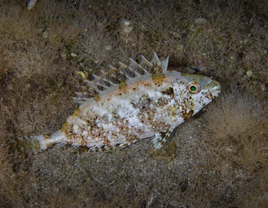 Miniatura: Alarm w europejskich kurortach. Ta ryba...