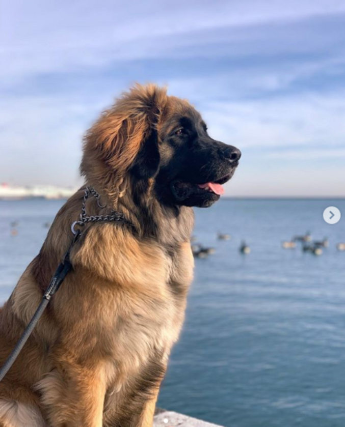 Leonberger Larry 