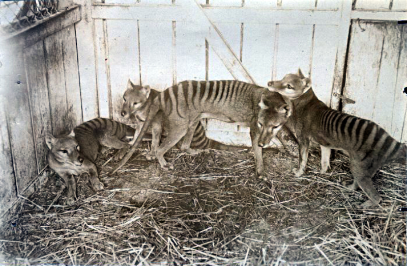 Rodzina wilkoworów tasmańskich w zoo w Hobart (1910 rok) 