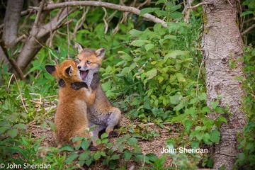 Finaliści konkursu Comedy Wildlife Photography Awards 