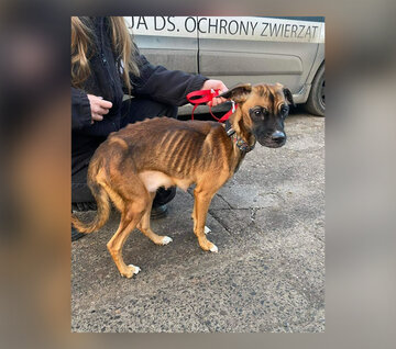 Pod opiekę OTOZ Animals trafiają często zwierzęta w&nbsp;bardzo złym stanie.